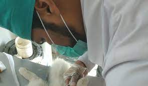 Call now to book and appointment ph: Al Shareef Pets And Vets Clinic Home Facebook