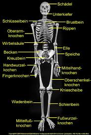 Pin Von Mami Action Auf Want To Do For Kids Education Science In German Language Anatomie Lernen Deutsch Lernen Menschlicher Korper Anatomie