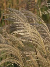 Image result for Miscanthus violaceus