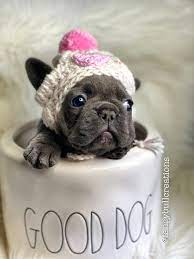 Valentines Heart Pompom Knit Hat French Bulldog Clothe Puppy Etsy French Bulldog Clothes Puppies French Bulldog