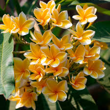 Image result for Plumeria rubra