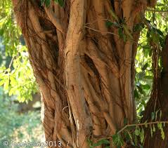 Image result for Ficus stuhlmannii