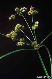 Image result for Cyperus sp.no.5