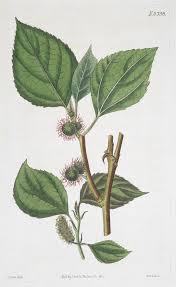 Image result for Broussonetia