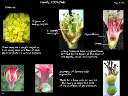 Image result for Rosaceae