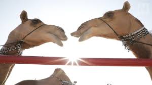 Camel beauty pageant bans botoxed animals. Saudi Camel Beauty Festival 12 Entrants Disqualified For Botox Use The National