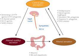 Management Options For Irritable Bowel Syndrome Mayo Clinic Proceedings