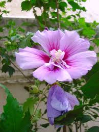 Pin By Ro Torrecillas On Flowers Nature S Laughter Hibiscus Flowers Flowers Nature