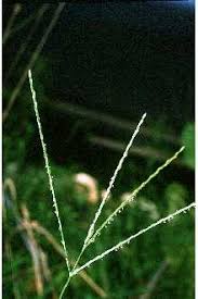 Image result for Digitaria procurrens
