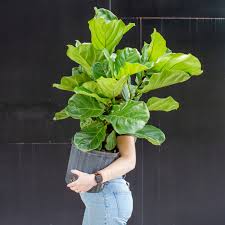 Image result for Ficus lyrata