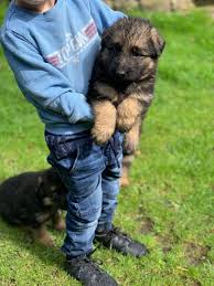 Maybe you would like to learn more about one of these? German Shepherd Puppies For Adoption Free Classifieds My Free Ads Uae