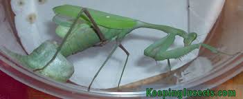 A photograph supposedly showing a praying mantis egg case on the limb of a christmas tree is frequently shared on social media during the holiday season: Caring For Mantis Ootheca And Eggs Keeping Insects