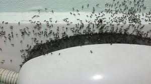 Bagaimana cara mengusir semut dengan ampas kopi? Wanita Kongsi Cara Membasmi Semut Spray D I Y Ni Memang Berkesan Kartel Dakwah