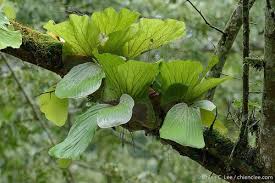 Image result for Loxogramme abyssinica