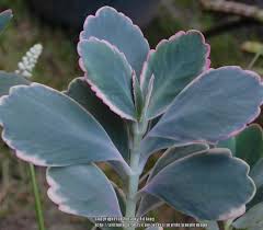 Moderate Sun Window Is Fine Can Burn In Too Much Let Topsoil Dry Every 2 Weeks Less In Winter Fertilize Every Two In 2020 Plants Plant Leaves Succulents