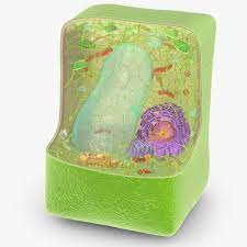 We did not find results for: Plant Cell Structure 3d Model Turbosquid 1732649