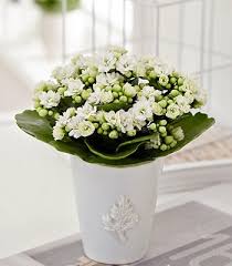 Image result for Kalanchoe calandiva