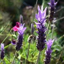 Image result for Lavandula dentata
