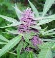 Purple Haze - cannabis sativa marijuana weed strain info and seeds
