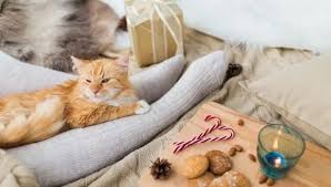 Can Cats Eat Almonds My British Shorthair