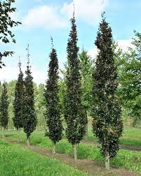 fagus sylvatica rohan obelisk achtertuin bomen tuin tuin ideeen