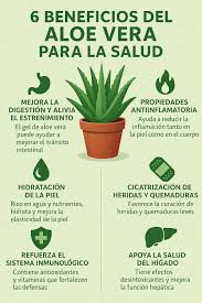 Viajeros - 🌿 6 Beneficios del Aloe Vera para la Salud 1. 🧼 Mejora la  digestión y alivia el estreñimiento El gel de aloe vera tiene efectos  laxantes suaves que pueden ayudar