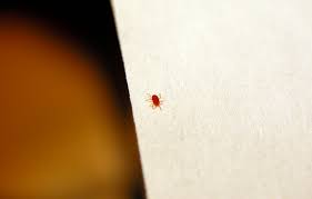 I found this little guy this morning. What Are Those Tiny Red Bugs All About Clover Mites Apartment Therapy