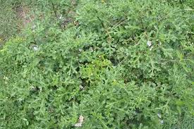 Image result for Solanum linneanum
