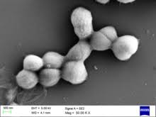 micrococcus luteus wikipedia