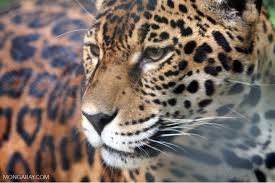 Spanish word for know how. Conservation News On Jaguars