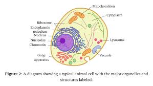 Maybe you would like to learn more about one of these? Lesson Explainer Eukaryotic Cell Structure Nagwa
