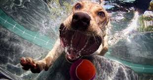 Seth Castle Dogs Underwater Underwater Dogs Dog Photography Dog Photos