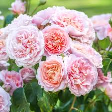 イングリッシュ ローズ ピンク