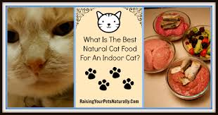 Keep in mind older cats may have a. Best Cat Food For Indoor Cats Best Natural Cat Food Canned Raw Cooked