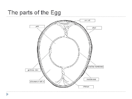 Egg carton labels can be tricky. Eggs The Parts Of The Egg Sizes Of