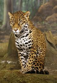 Jaguar Rainforest Animals Animals Amazon Rainforest Animals