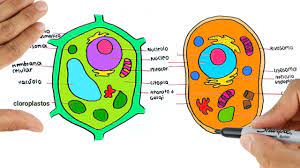 Learn about cell organelle structure and function while having fun! Animal Cell And Plant Cell Play Jigsaw Puzzle For Free At Puzzle Factory