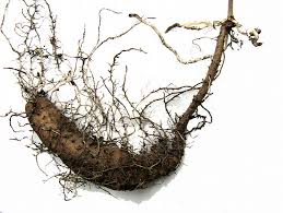 Image result for Dioscorea cayenensis