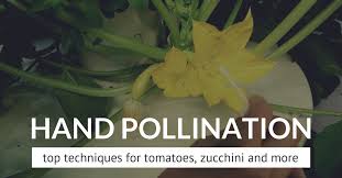Why do tomatoes flower but no fruit? Flowers But No Fruit Try Hand Pollination