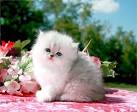 Persians for Sale | Cats on Oodle Classifieds