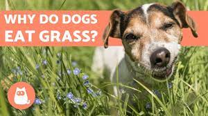 Why Do Dogs Eat Grass Top 5 Reasons Tractive Blog