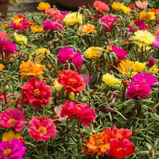 Purslane has an honored place in the european repertoire of greens. Portulaca Double Flowered Mix Seeds The Seed Collection