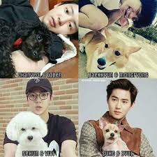 Exo and their pets · sehun and vivi · kai's dog pack · d.o. Who S Pets Of Exo Do You Want Exo ì—'ì†Œ Amino
