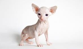 Sphynx Cat Breed Information
