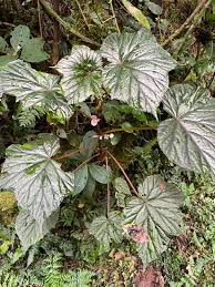 Image result for Begonia oxyloba