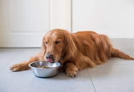 Why Does My Dog Eat Lying Down Rehome By Adopt A Pet Com