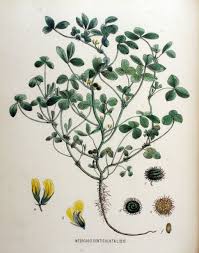 Image result for Medicago polymorpha