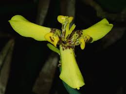 Trimezia steyermarkii is called walking iris because new plants will form where the bloom stalk arches to ground when the bloom is done. Yellow Walking Iris Trimezia Steyermarkii By Albert Kang Jungledragon