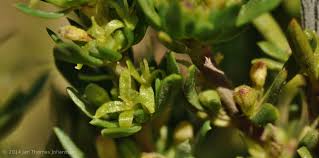 Image result for Anthospermum