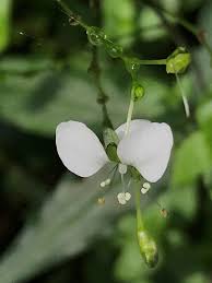 Image result for Aneilema